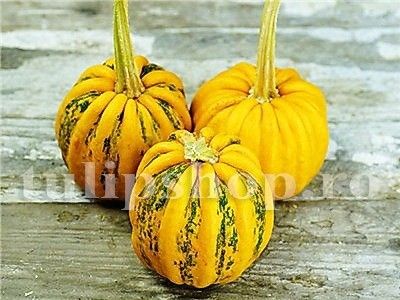 Seminte Dovleac Tonda Padana 30buc. - Seminte legume Dec 2019