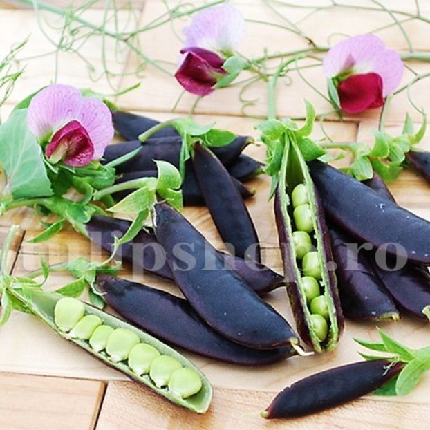 Seminte mazare Ezethas Krombek Blawschok 100buc. - Seminte legume Dec 2019
