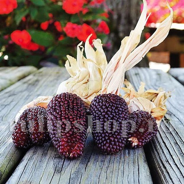 Seminte porumb floricele Strawberry Corn 100buc. - Seminte legume Dec 2019