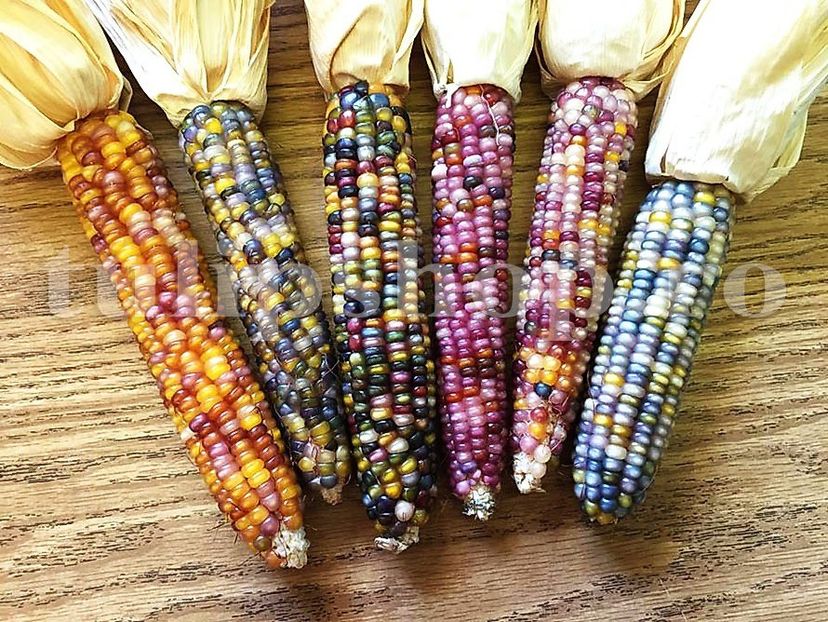 Porumb dulce Amero Multicolor Mix 100buc. - Seminte legume Dec 2019