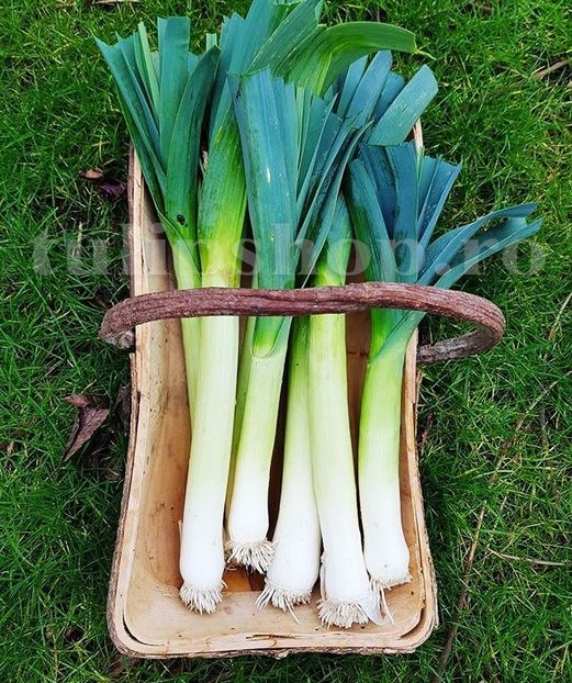 Seminte praz Blue Solaise 500buc. - Seminte legume Dec 2019