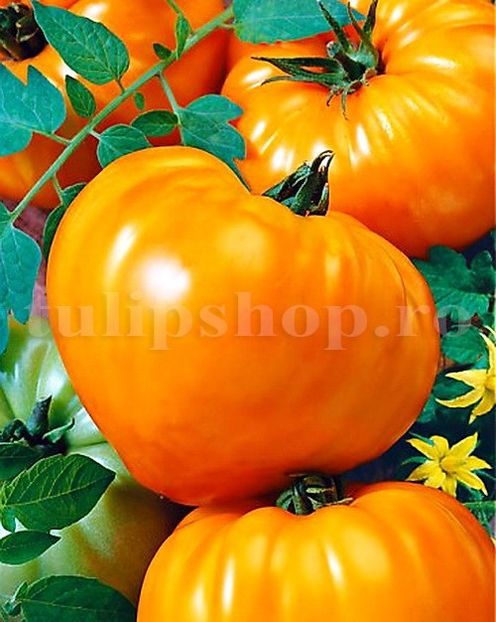 Seminte tomate Inima de Bou Orange 100buc. - Seminte legume Dec 2019