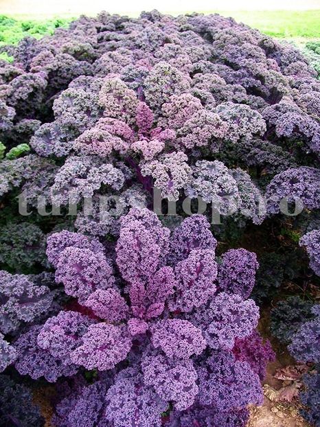 Seminte varza kale creata Scarlet 500buc. - Seminte legume Dec 2019