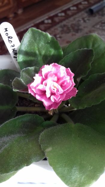 04 august 2018 - Moroznaya Vishnya