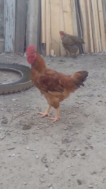Cocoș Kabir 2018 - Găini