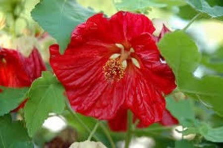 ABUTILON - ARTARUL DE CAMERA