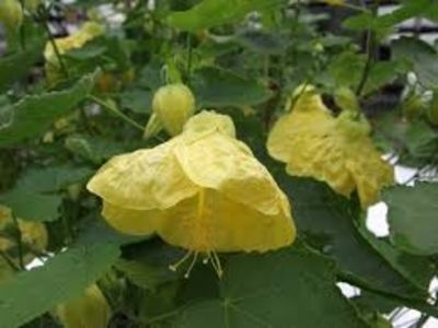 ABUTILON - ARTARUL DE CAMERA