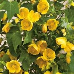 ABUTILON - ARTARUL DE CAMERA