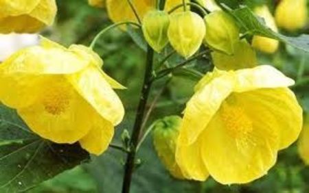 ABUTILON - ARTARUL DE CAMERA