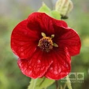 ABUTILON - ARTARUL DE CAMERA