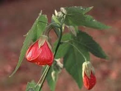 ABUTILON - ARTARUL DE CAMERA