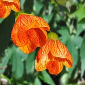 ABUTILON - ARTARUL DE CAMERA