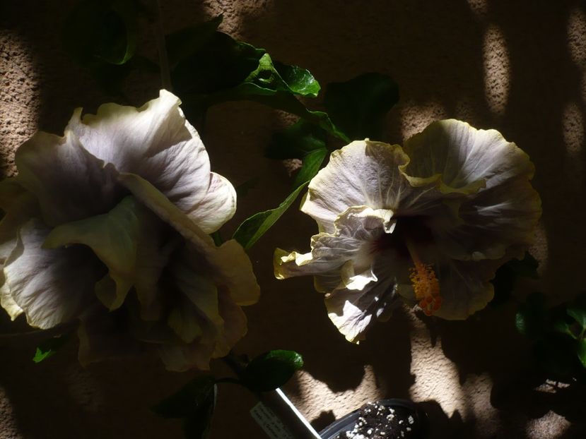 04.08.2018 - HIBISCUSI 2018-3