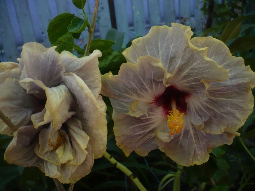 P1390243 - HIBISCUSI 2018-3