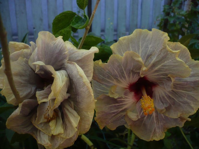 P1390244 - HIBISCUSI 2018-3