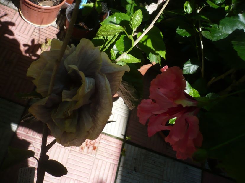 P1390247 - HIBISCUSI 2018-3