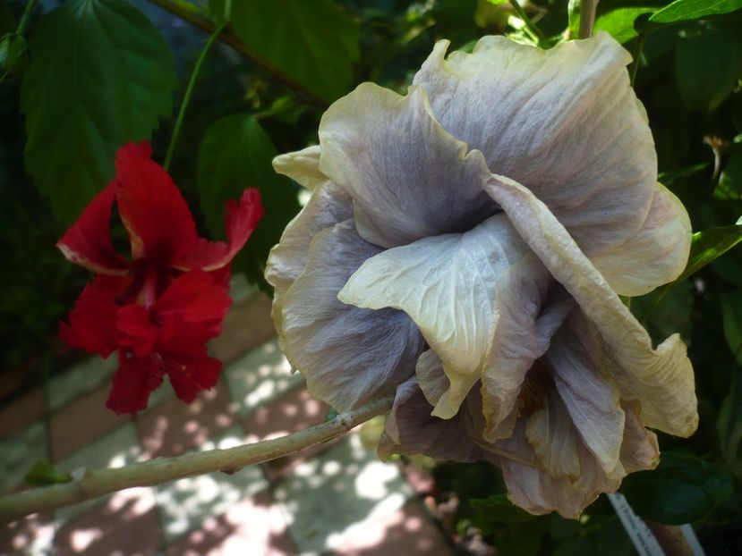 P1390248 - HIBISCUSI 2018-3