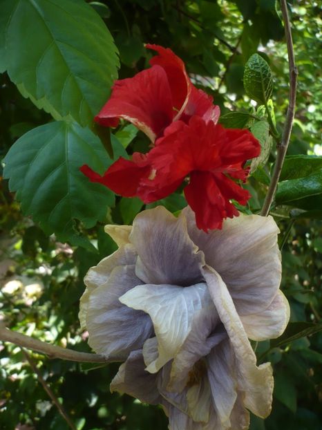 P1390250 - HIBISCUSI 2018-3