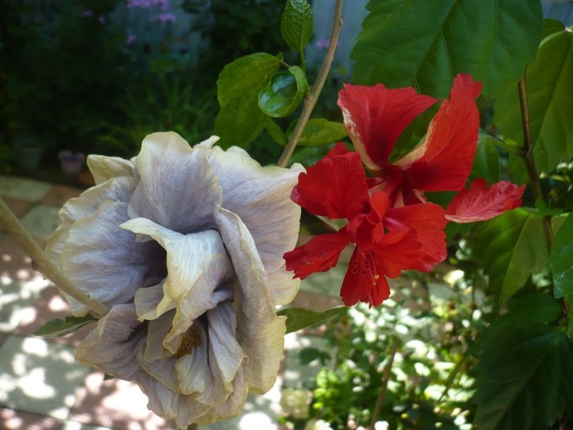 P1390251 - HIBISCUSI 2018-3