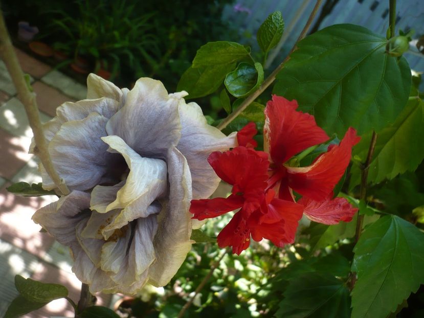 P1390252 - HIBISCUSI 2018-3