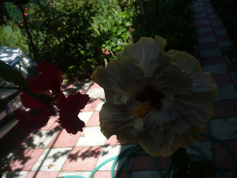 P1390253 - HIBISCUSI 2018-3