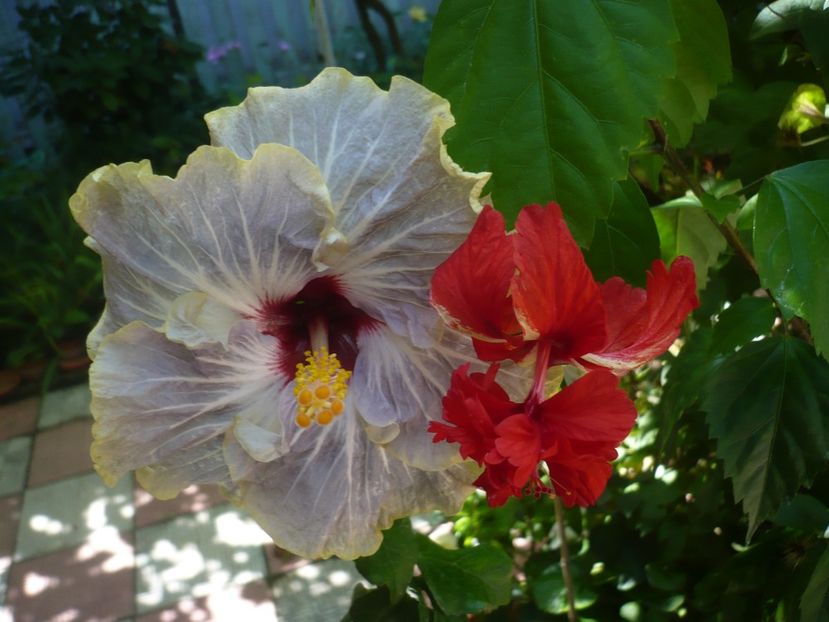 P1390256 - HIBISCUSI 2018-3