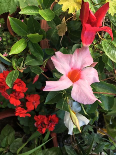 8F6B8A0A-5FC5-4C92-9E97-4A93BBBA9888 - Muscate 2018