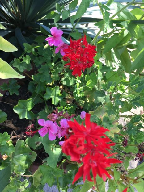 F0E1F11A-6A07-42BE-941A-98FD29322DF2 - Muscate 2018