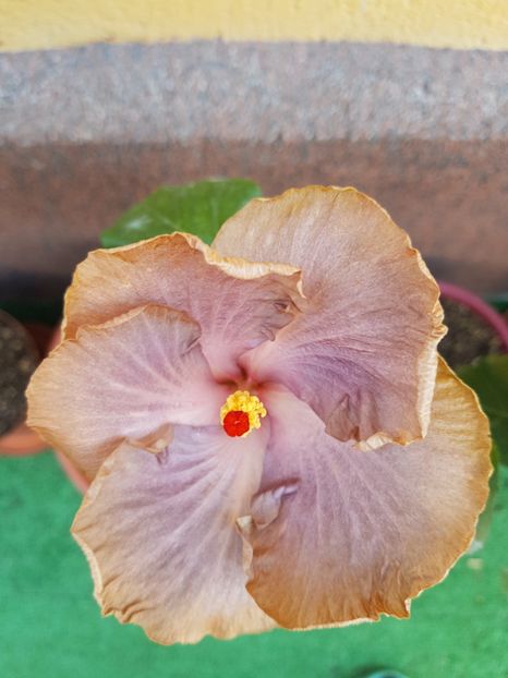  - 1-2 HIBISCUS