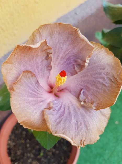  - 1-2 HIBISCUS