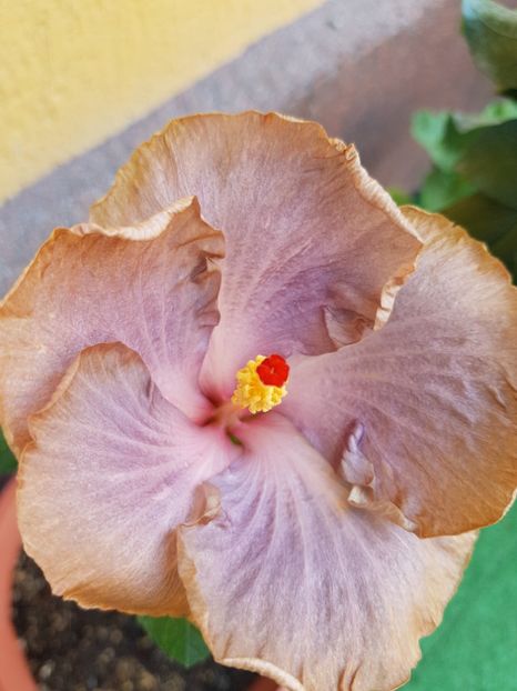  - 1-2 HIBISCUS