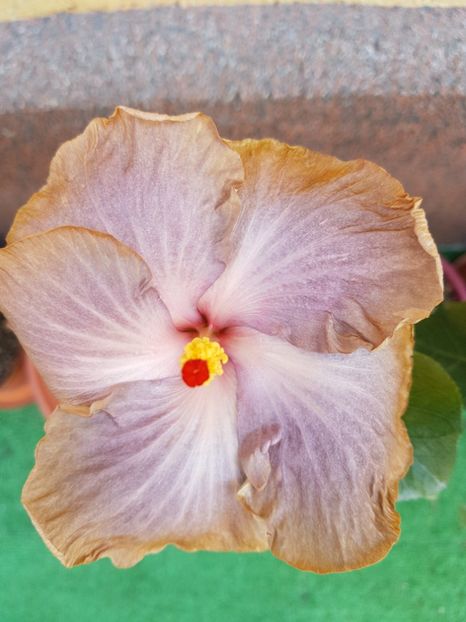 20180802_102831(1) - 1-2 HIBISCUS