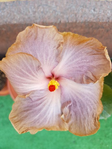  - 1-2 HIBISCUS
