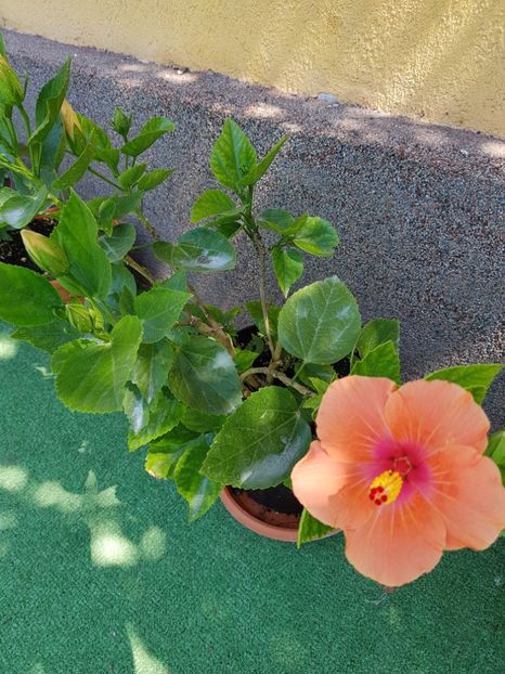  - 1-2 HIBISCUS
