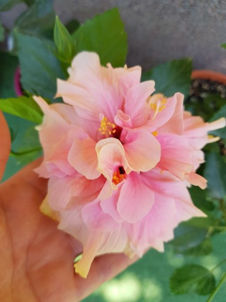 Clasic Pink - 1-2 HIBISCUS