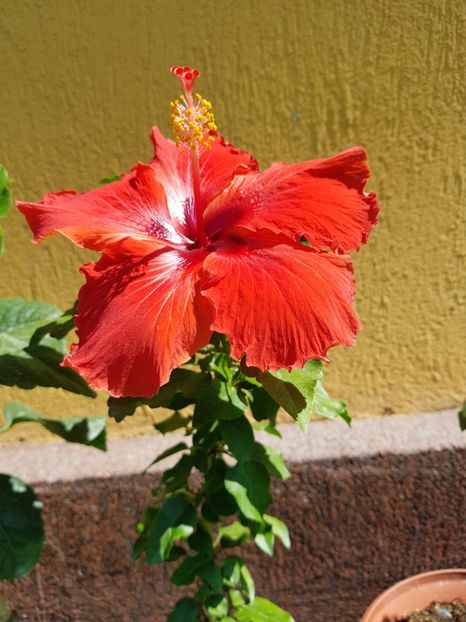  - 1-2 HIBISCUS