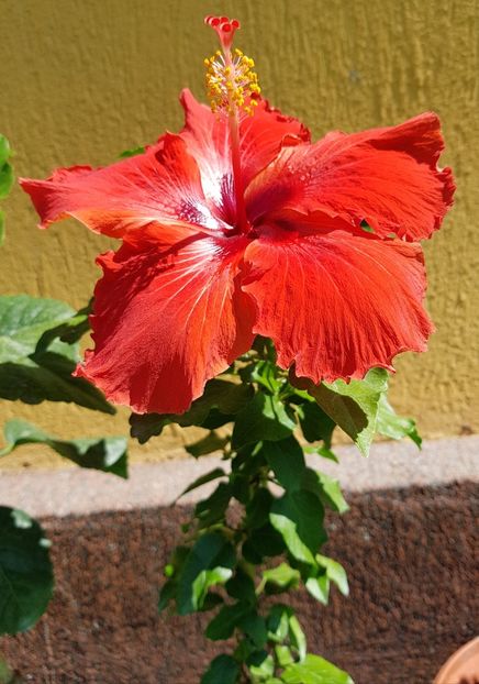  - 1-2 HIBISCUS