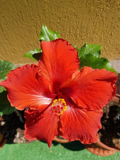  - 1-2 HIBISCUS