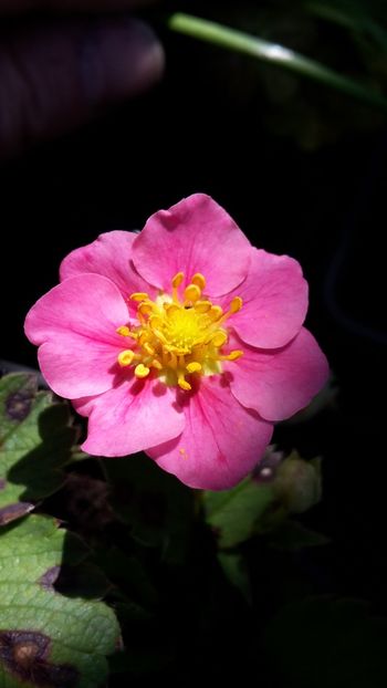 Căpșuni - Căpșuni și frăguțe