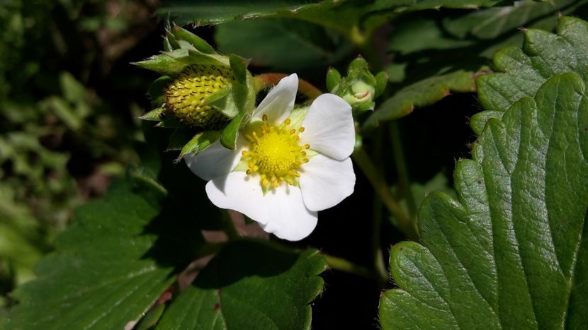Căpșuni cu floare galbena - Căpșuni și frăguțe