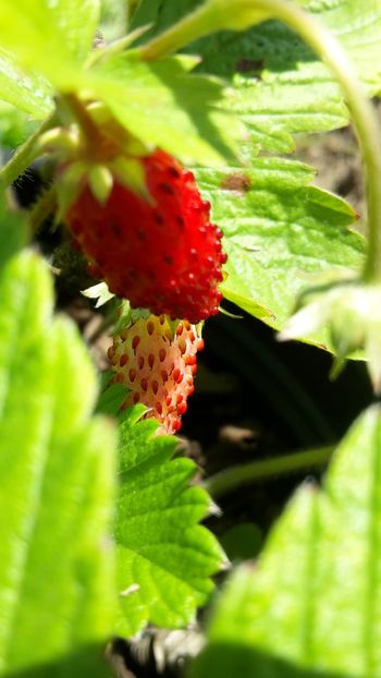 Fragi - Căpșuni și frăguțe