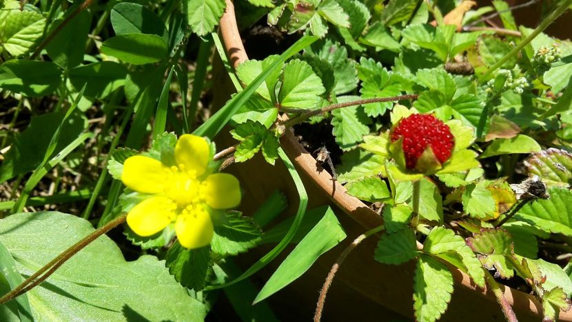  - Căpșuni și frăguțe