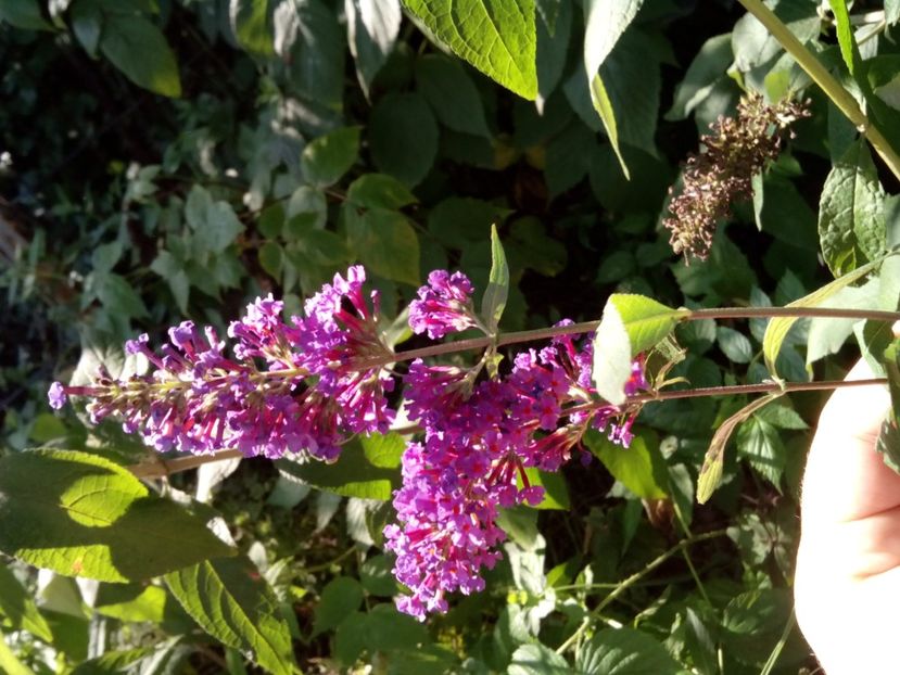 Border beauty - Liliac de vară