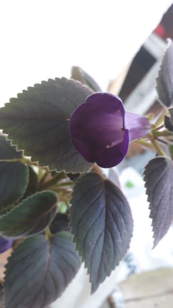  - R19 - Ohio s Punkin xA