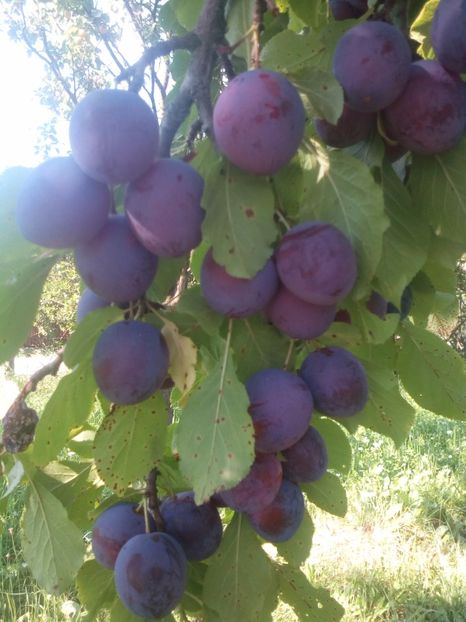 Prun traditional4 - POMI SOIURI VECHI ROMANESTI