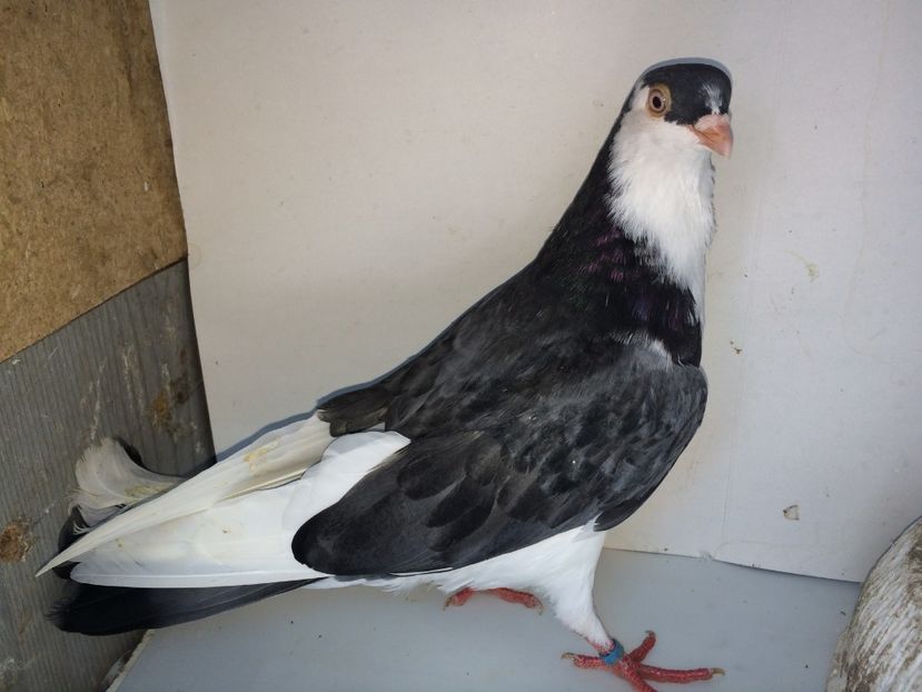 7097  mascul  2018 - Plecați ALBUM 2