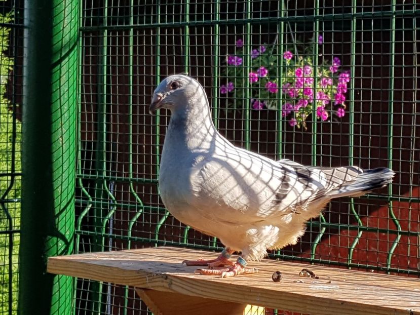 F-2018-4442 - 0-VRdF-TINERET-2018