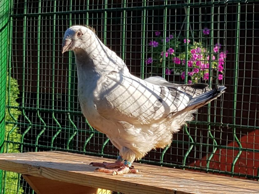 M-2018-4443 - 0-VRdF-TINERET-2018