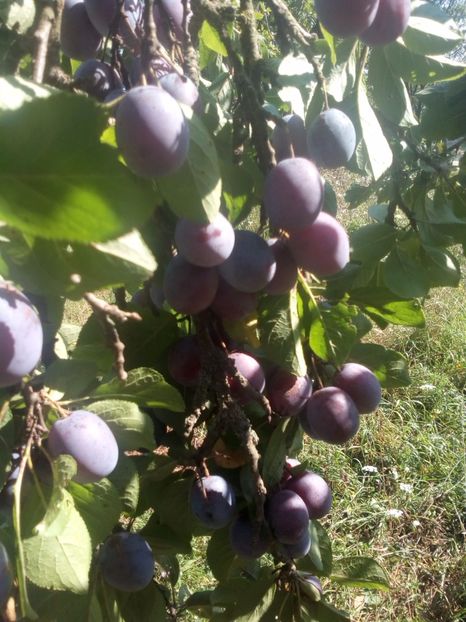 Prun traditional5 - POMI SOIURI VECHI ROMANESTI