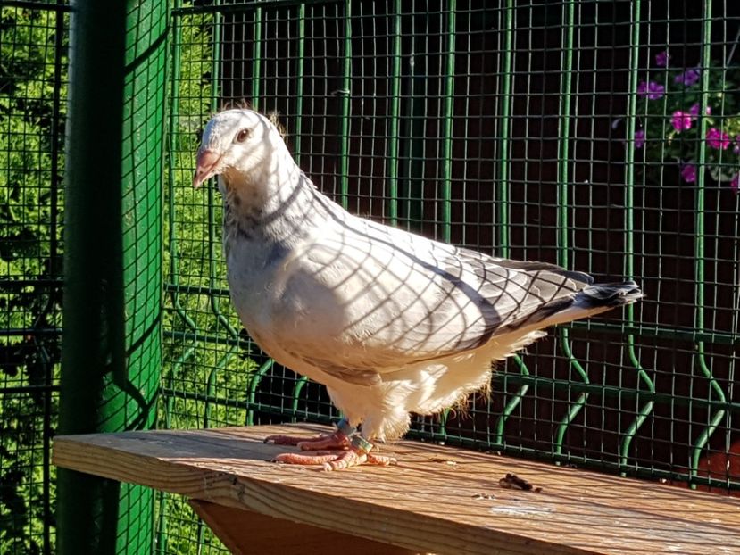 F-2018-4427 - 0-VRdF-TINERET-2018